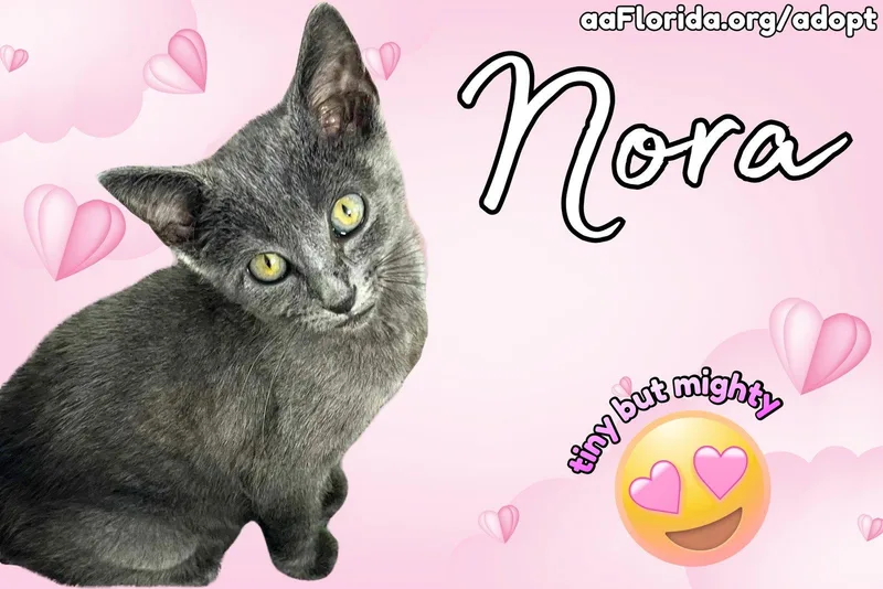 A baby small-sized female Russian Blue cat named Nora for adoption in Pensacola, FL