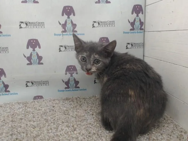 A baby small-sized female Domestic Short Hair cat named Monster for adoption in Orlando, FL