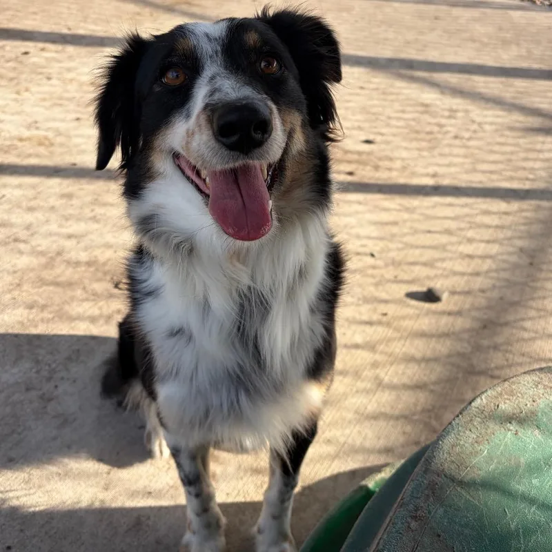 An adult medium-sized female Black Australian Shepherd dog named Tiny for adoption in Corpus Christi, TX