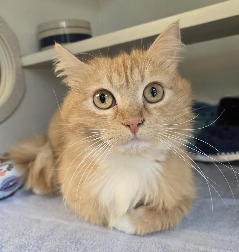 A young medium-sized female Tabby (Orange / Red) Domestic Long Hair cat named Maple for adoption in Bellingham, WA