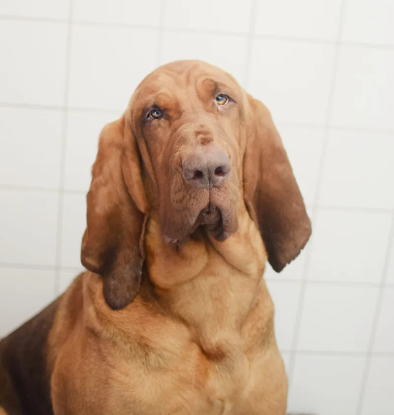 An adult large-sized female Bicolor Bloodhound dog named Rosie for adoption in Pontiac, MI