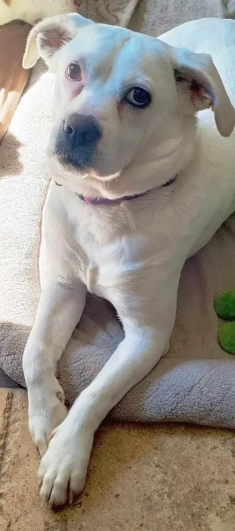 An adult medium-sized female Dogo Argentino dog named Britney for adoption in Dickinson, TX