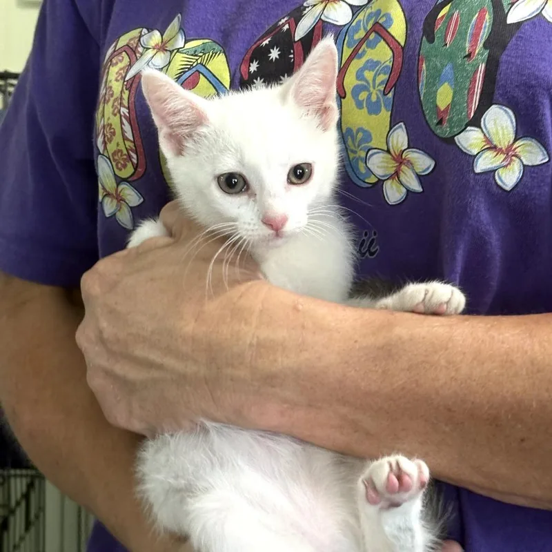 A baby small-sized female White Domestic Short Hair cat named Nora for adoption in San Antonio, TX