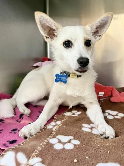 A baby small-sized male Pomeranian dog named Pepe for adoption in New Orleans, LA
