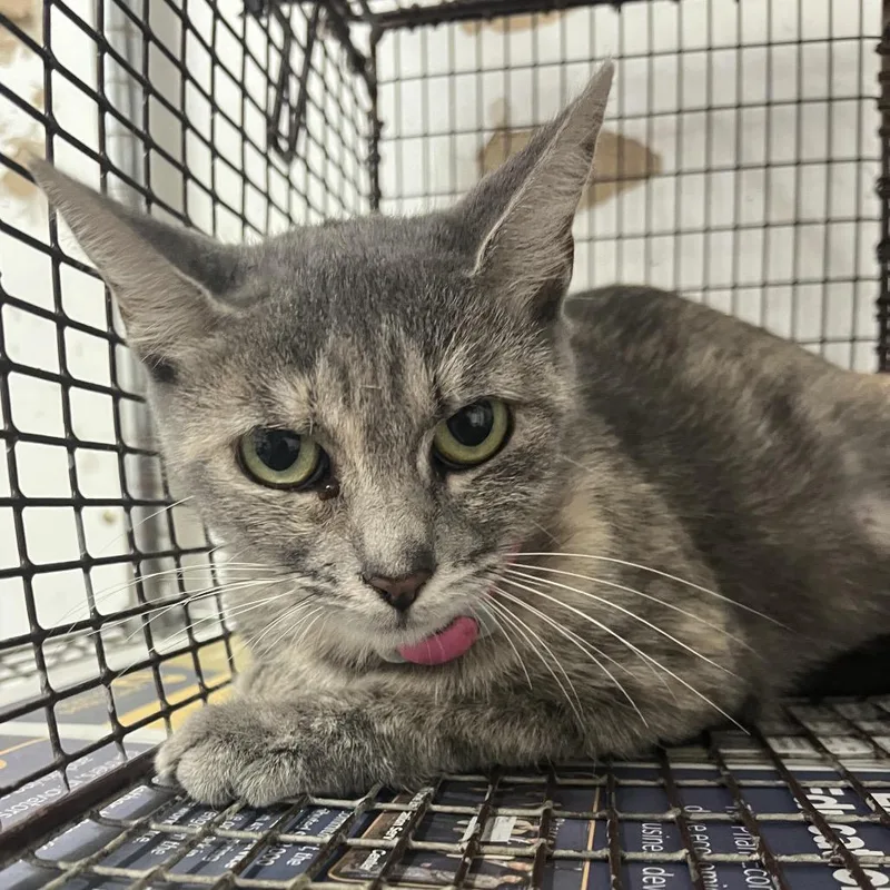 An adult medium-sized female Domestic Short Hair cat named Little Debbie for adoption in Edinburg, TX
