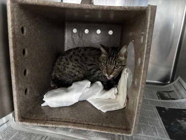 A young medium-sized female American Shorthair cat named Mayve for adoption in San Bernardino, CA