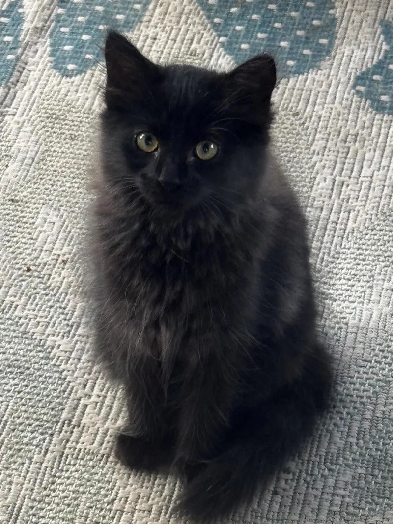 A young medium-sized male Black Domestic Medium Hair cat named Ping for adoption in Chattanooga, TN