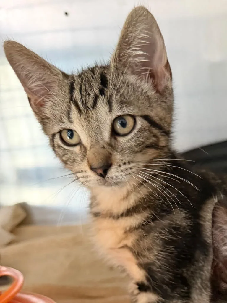 A baby medium-sized female Domestic Short Hair cat named Bodhi for adoption in Pomona, NY