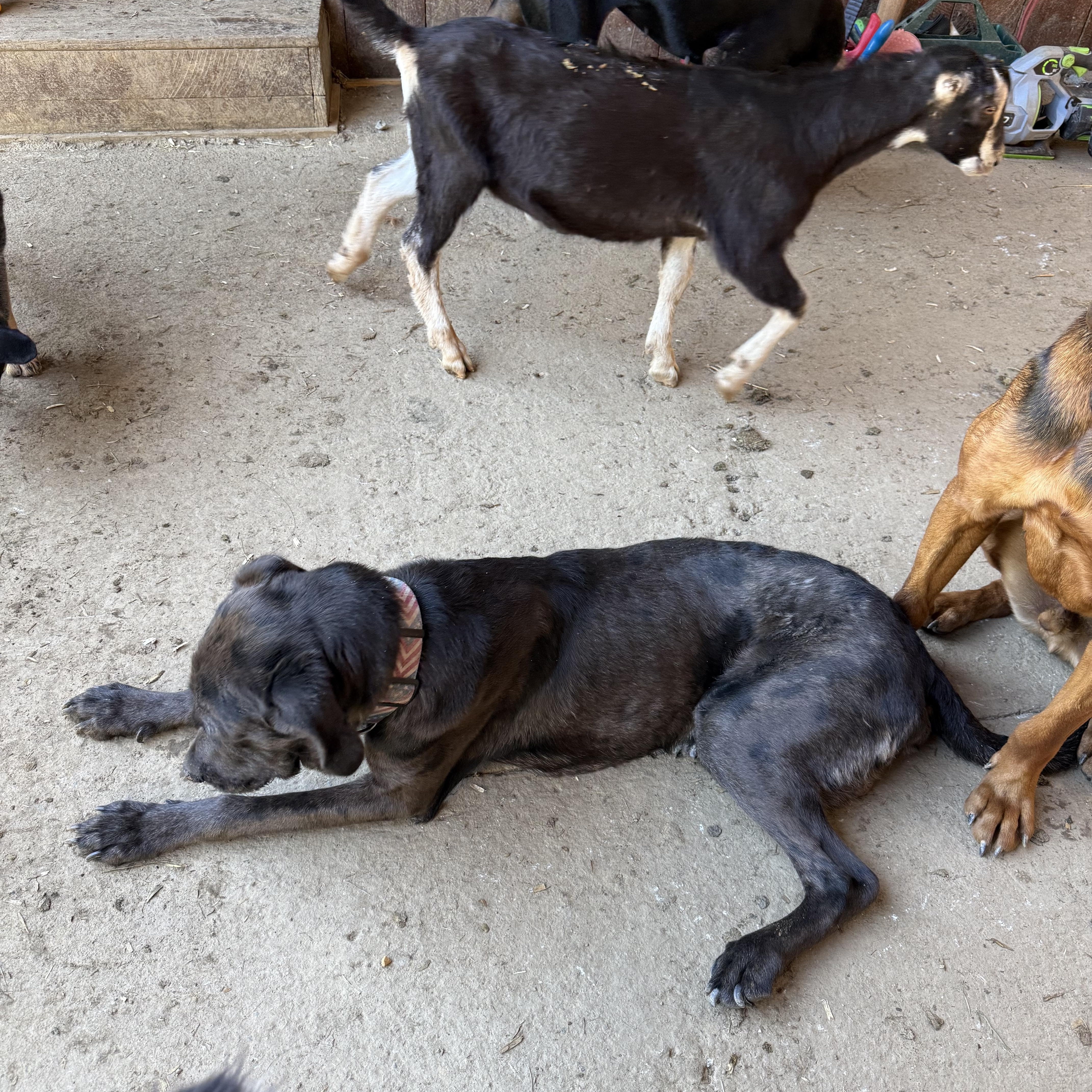 A young large-sized male Merle (Blue) Great Dane dog named Yogi for adoption in Fries, VA