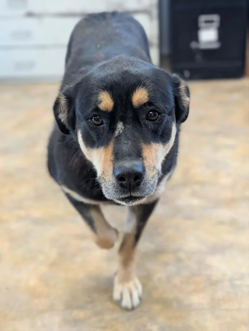 Pepper