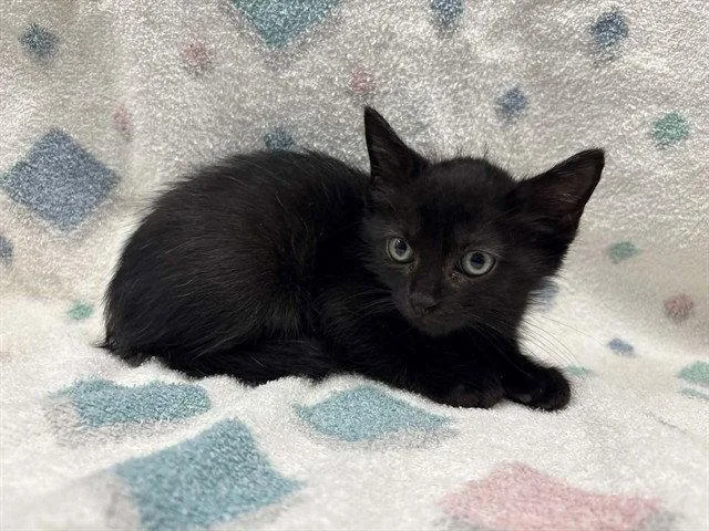 A baby small-sized female Black Domestic Short Hair cat named Ember for adoption in Tavares, FL