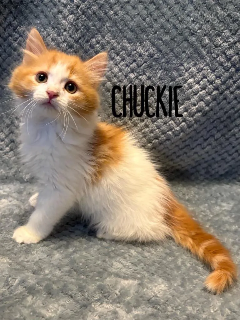 Chuckie
