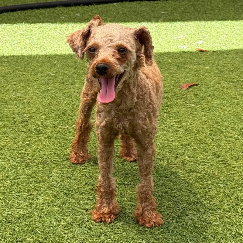 An adult small-sized female White / Cream Poodle dog named Tatiana for adoption in LOXAHATCHEE, FL