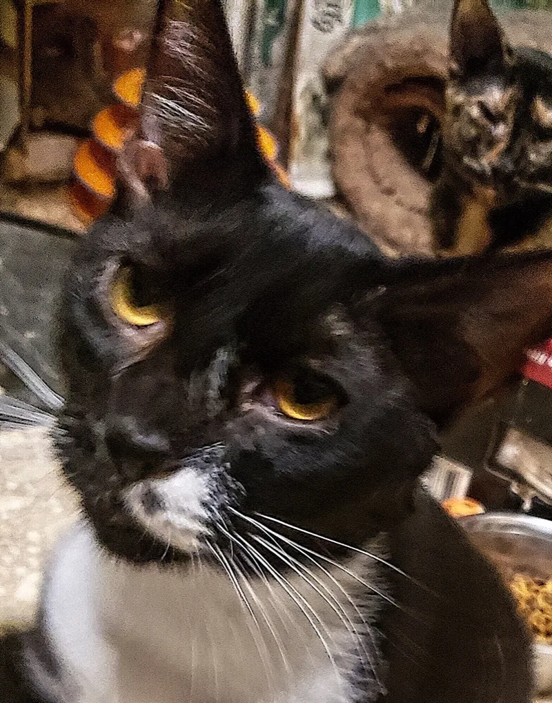 An adult medium-sized male Black & White / Tuxedo Tuxedo cat named Bebop for adoption in Winston-Salem, NC
