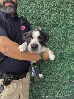 An adult small-sized male Terrier dog named 61686705 for adoption in El Paso, TX
