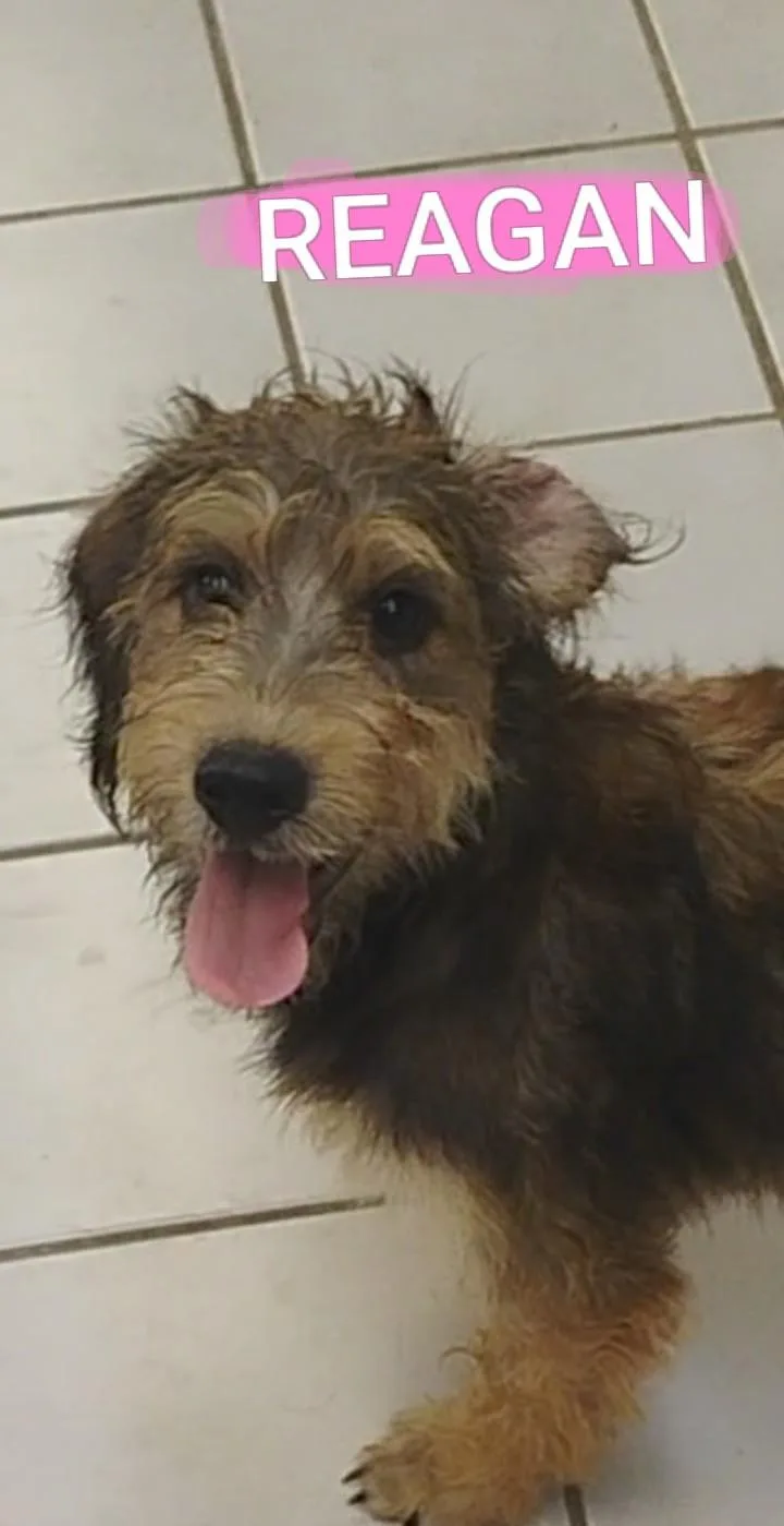A baby medium-sized female Black Schnauzer dog named Reagan for adoption in Saint Jo, TX