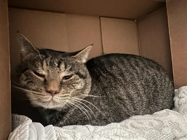 A young medium-sized male Domestic Short Hair cat named Eagle for adoption in Boston, MA