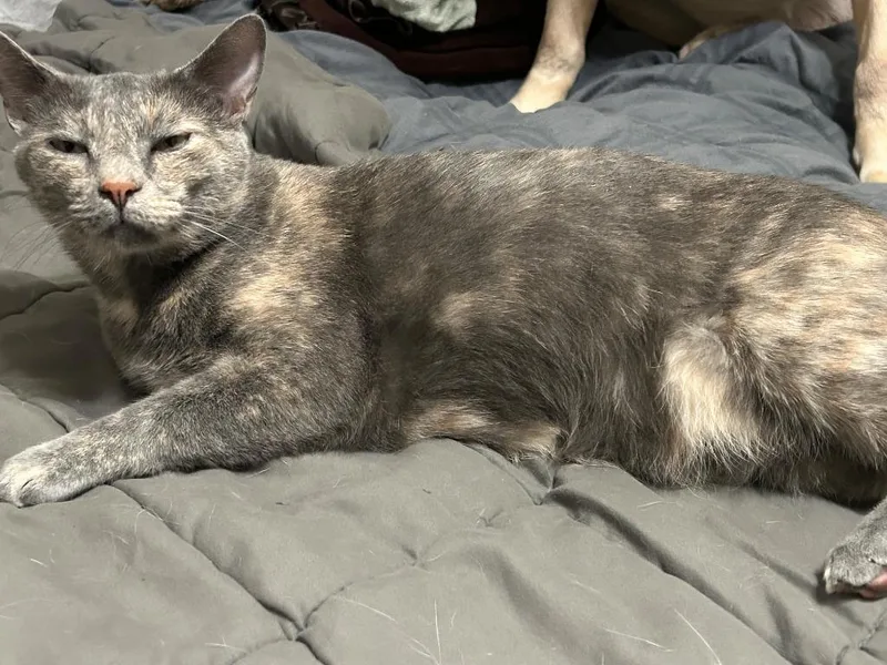 An adult medium-sized female Domestic Short Hair cat named Cleopatra for adoption in St. Cloud, MN