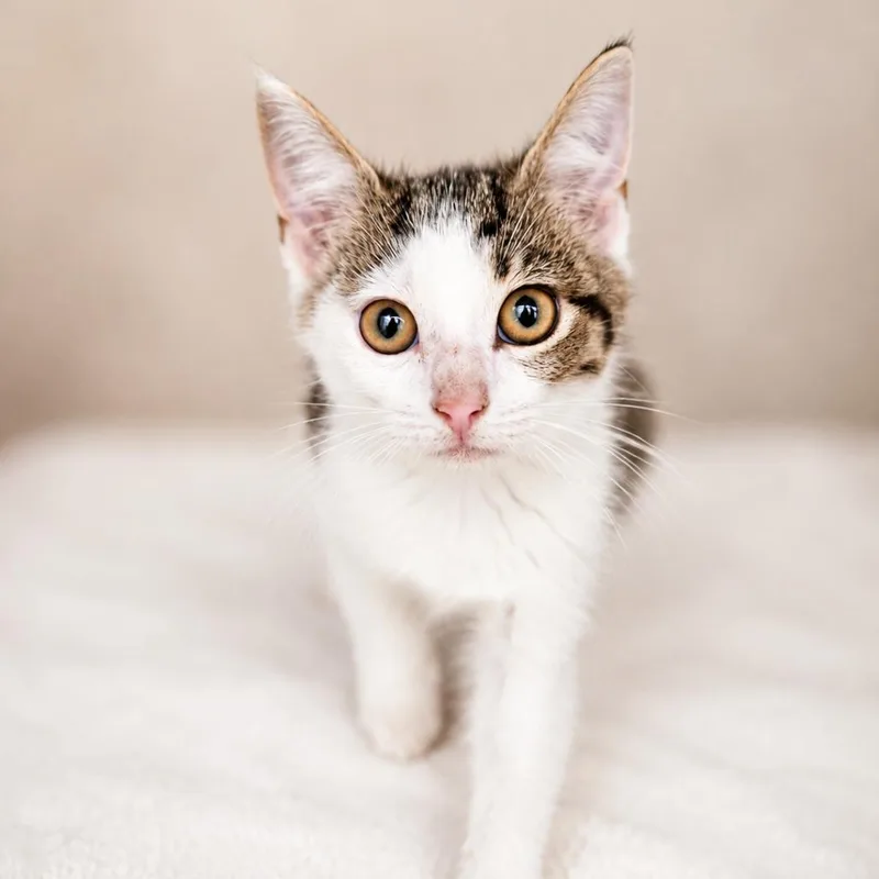 A baby small-sized female White Domestic Short Hair cat named Primrose for adoption in Sarasota, FL