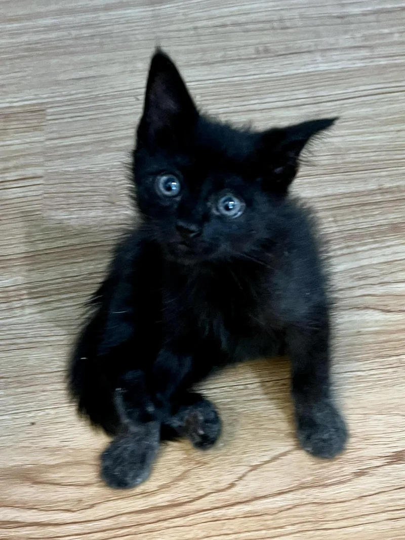 A baby medium-sized male Black Domestic Short Hair cat named Miles for adoption in Marion, NC