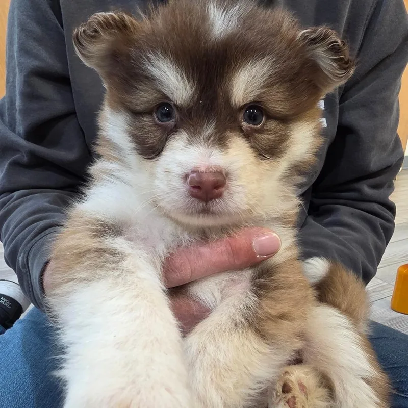 A baby small-sized male Australian Cattle Dog / Blue Heeler dog named Nutter Butter for adoption in Allyn, WA