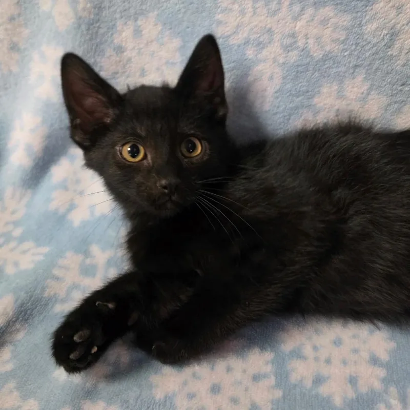 A baby medium-sized male Black Domestic Short Hair cat named Jasper for adoption in Graham, WA