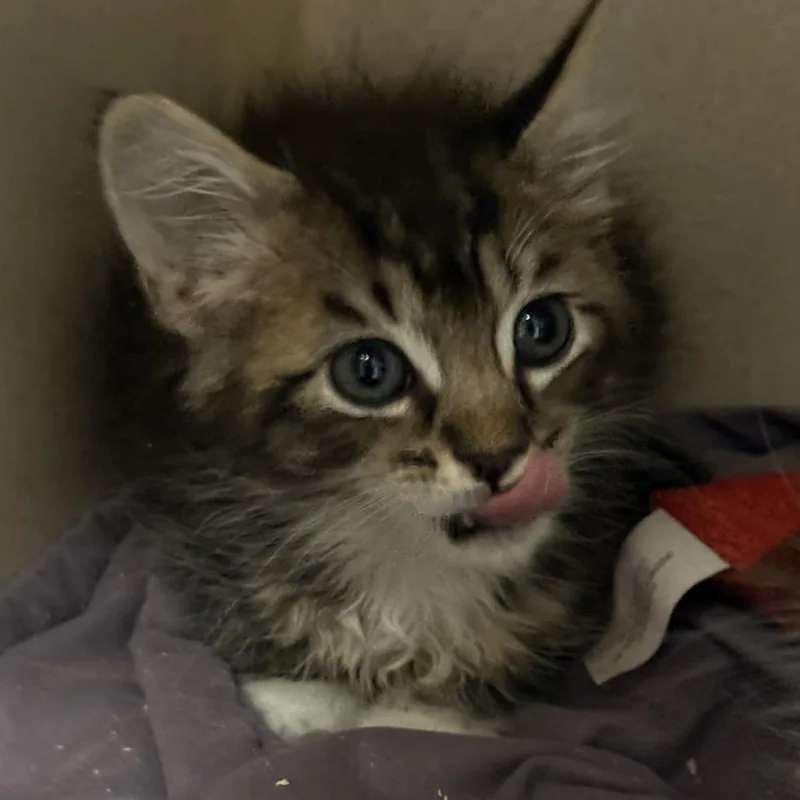 A baby small-sized male Brown / Chocolate Domestic Medium Hair cat named Travis for adoption in Fresno, CA