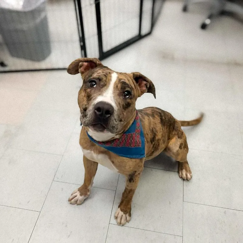 An adult medium-sized male Yellow / Tan / Blond / Fawn Pit Bull Terrier dog named Nash for adoption in Bellingham, WA
