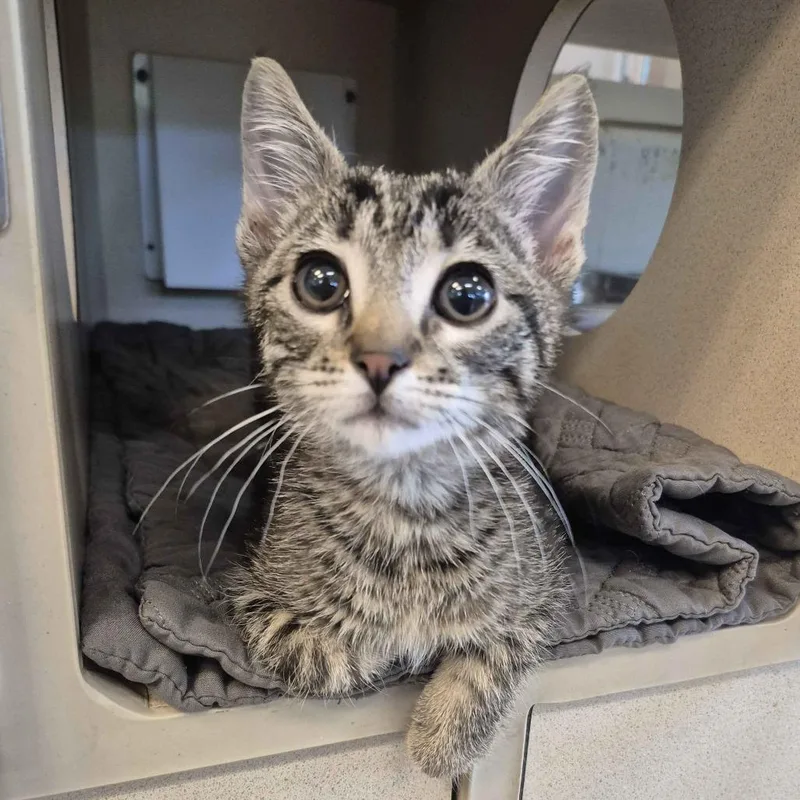 A baby small-sized male Brown / Chocolate Domestic Short Hair cat named Burrito Supreme for adoption in Gloucester, VA