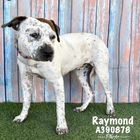 An adult medium-sized male American Staffordshire Terrier dog named Princeton for adoption in Conroe, TX