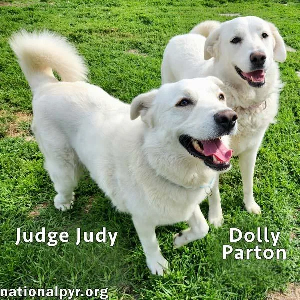 An adult large-sized female White / Cream Great Pyrenees dog named Judge Judy & Dolly for adoption in Beacon, NY