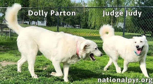Judge Judy & Dolly thumbnail 2