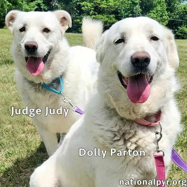 Judge Judy & Dolly thumbnail 3