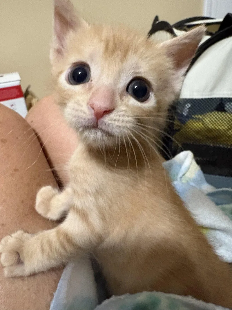 A baby medium-sized male Orange / Red Domestic Short Hair cat named Joss for adoption in Buford, GA