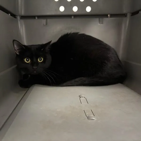 An adult small-sized female Domestic Short Hair cat named Cora for adoption in Des Moines, IA
