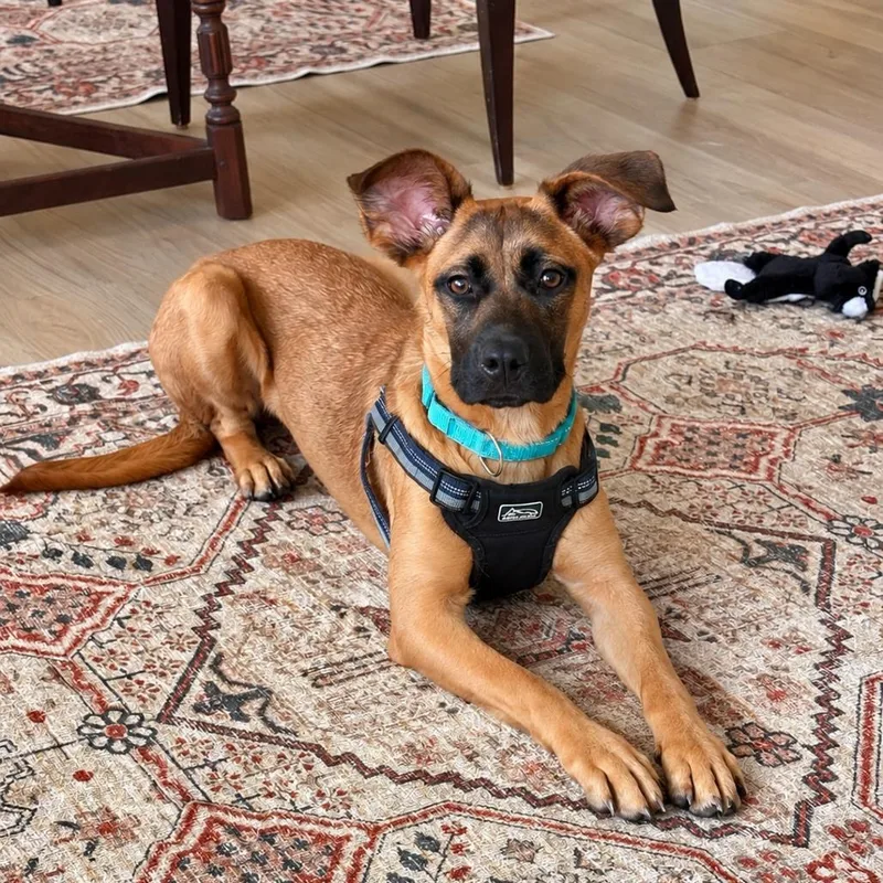 A young small-sized female Red / Chestnut / Orange Belgian Shepherd / Malinois dog named Roxy for adoption in Silver Spring, MD