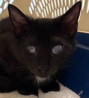 A baby small-sized male Black Domestic Short Hair cat named Sunfyre for adoption in Raleigh, NC