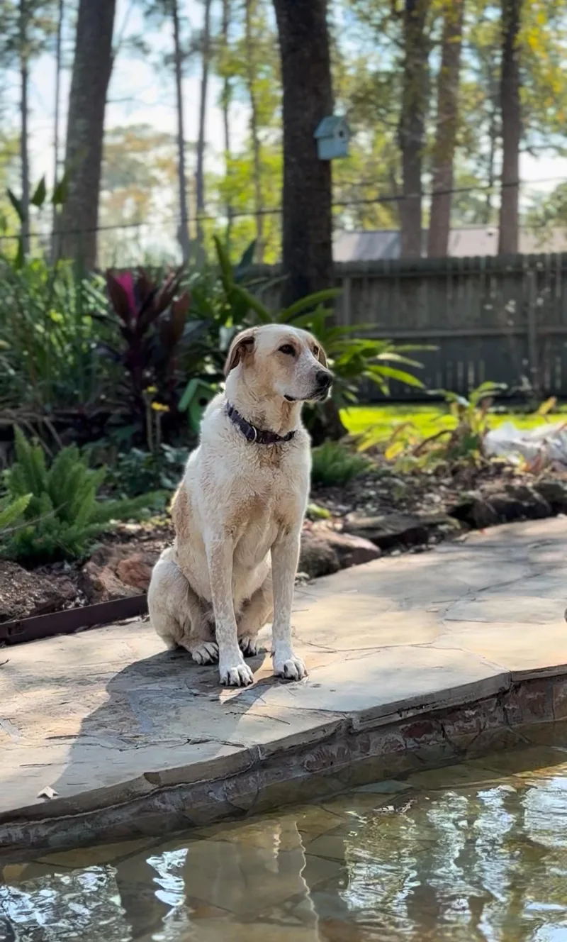 Sadie  Sweet Canine thumbnail 2