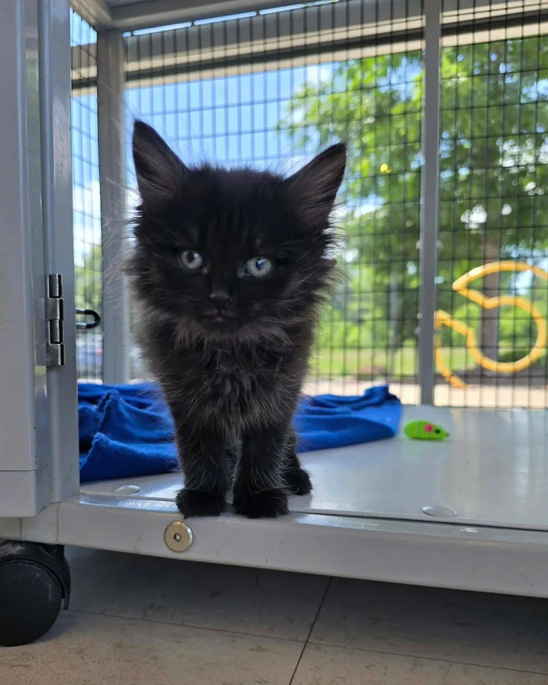 A young medium-sized male Black Domestic Medium Hair cat named Sokka for adoption in Columbus, IN