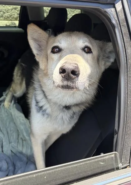 An adult large-sized male Mixed Breed dog named Danny for adoption in Atlanta, GA