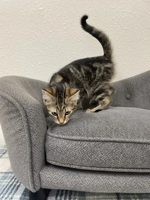 A baby medium-sized female Tabby (Brown / Chocolate) Domestic Short Hair cat named Gazelle for adoption in Red Wing, MN