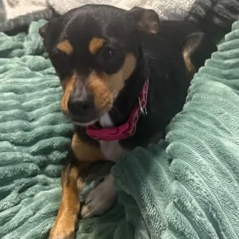 Minnie thumbnail 5