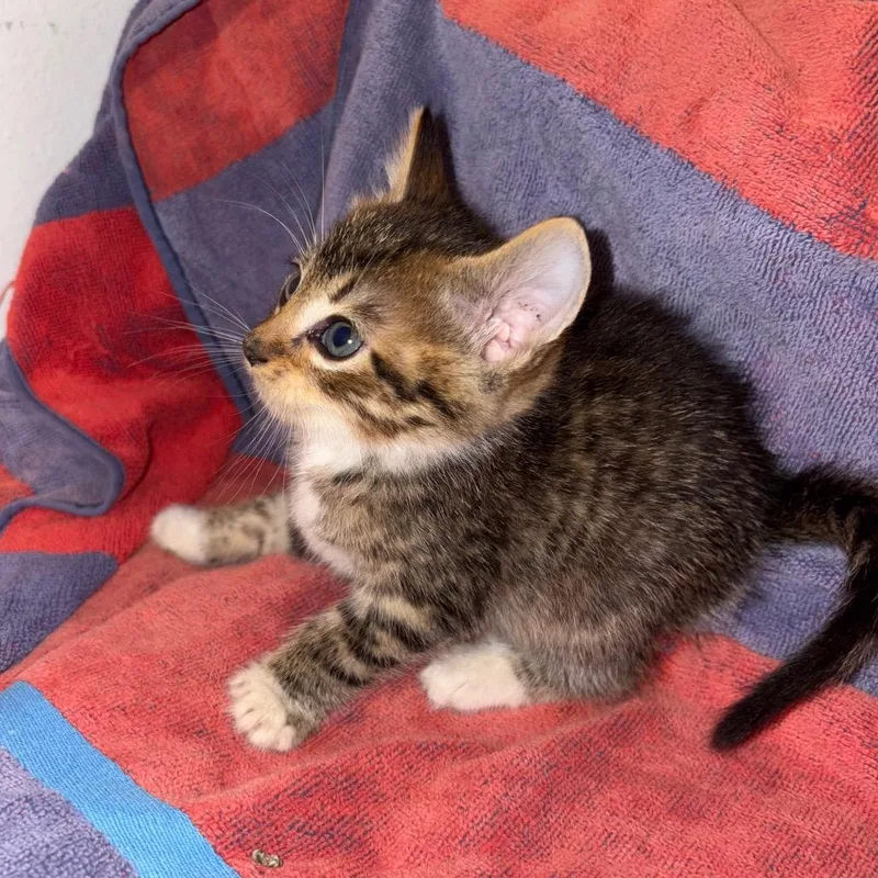 A baby medium-sized male Domestic Short Hair cat named Kenny Chesney for adoption in Crookston, MN
