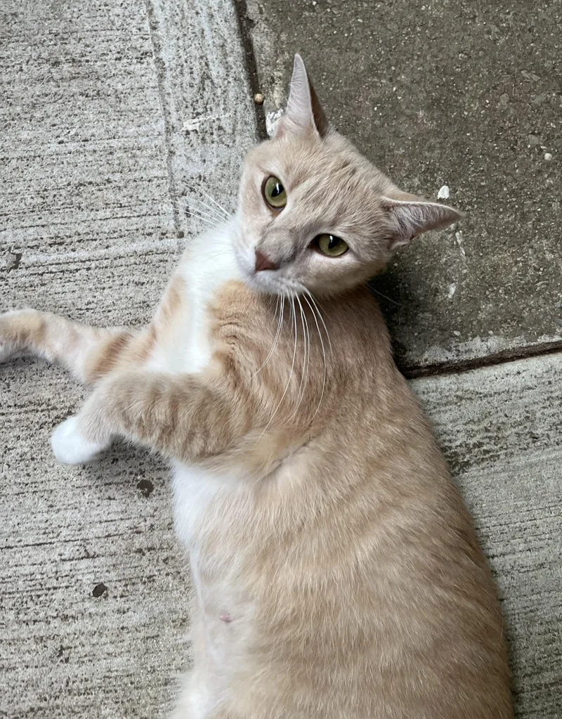 A young small-sized female Tabby (Buff / Tan / Fawn) Domestic Short Hair cat named Dulce for adoption in Harrison, NY