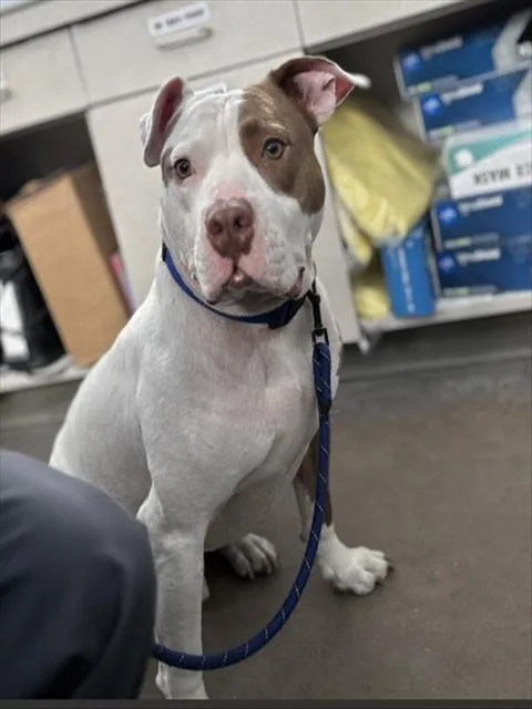 An adult medium-sized male Mixed Breed dog named Levi for adoption in Dallas, TX