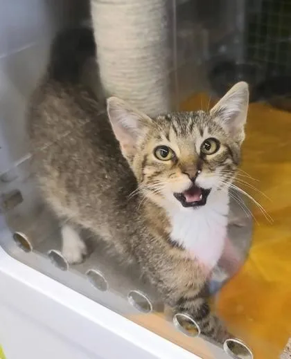 A baby small-sized male Brown / Chocolate Domestic Short Hair cat named Hugs for adoption in Kansas City, MO