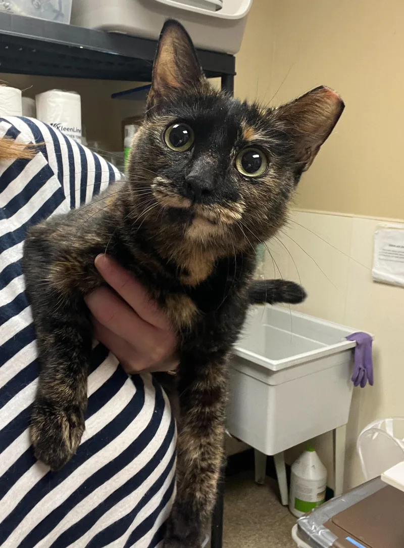 A young medium-sized female Tortoiseshell Domestic Short Hair cat named Isabelle for adoption in Worcester, MA