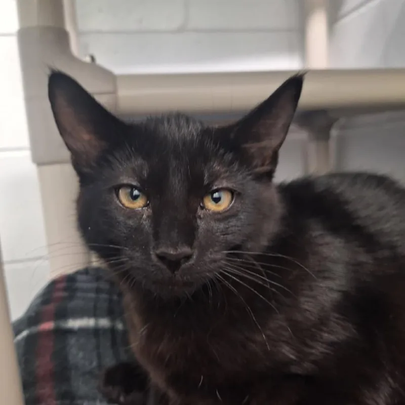 A young small-sized male Black Domestic Short Hair cat named Pluto for adoption in Albert Lea, MN