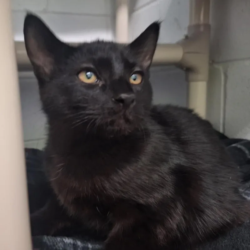 Pluto thumbnail 4