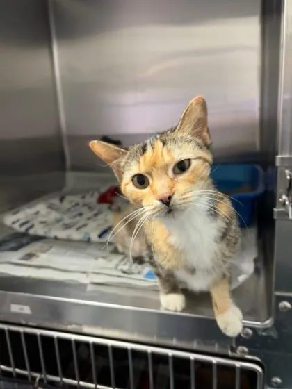 Wilhelmina thumbnail 2